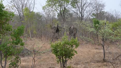 Large-elephants-viewed-holding-a-trunk-up-high-for-smelling-the-area-in-Zimbabwe,-Hwange-National-Park-game-drive