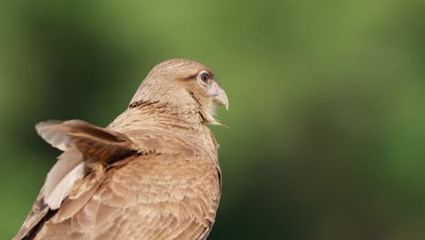 extreme close up shot of sharp and fierce looking chimango caracara perched against green blurred background, wondering around its surroundings with strong wind blowing its beautiful feathers