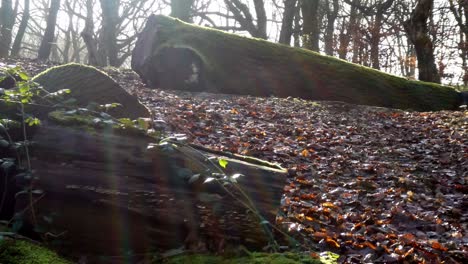 mossy woodland forest tree trunks close up dolly right, sunshine rays shining through branches