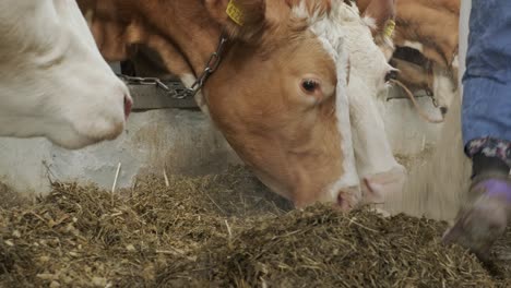 modern farm cowshed with milking cows eating hay