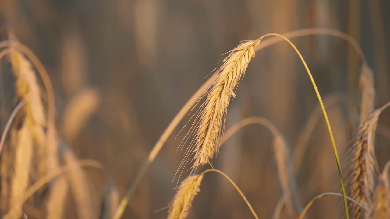 Shadow passes and reveals golden ears of ripe wheat lit by the warm setting sun