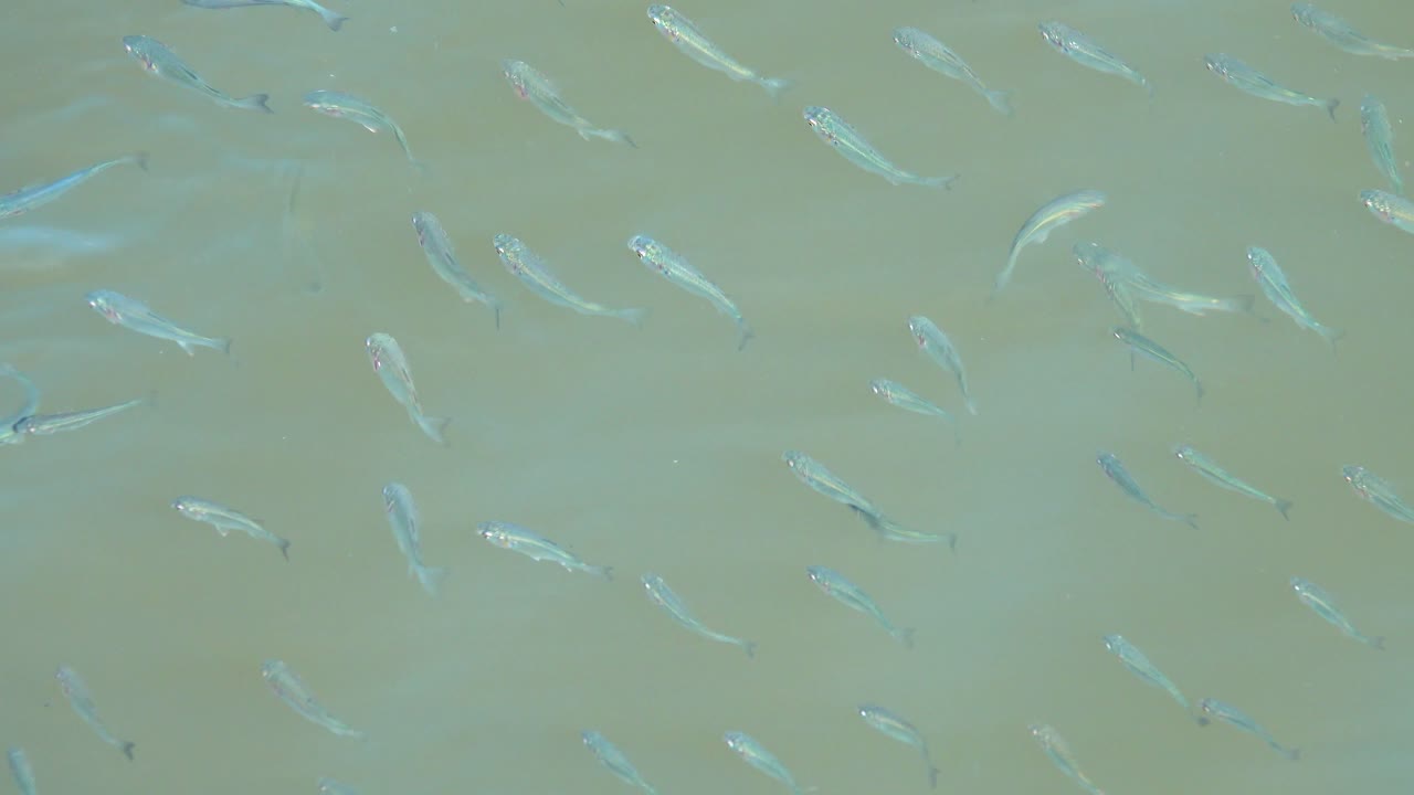 입구 수로에서 헤엄치는 작은 물고기들