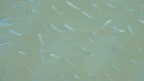 Kleine-Fische,-Die-In-Einem-Zulaufwasserweg-Herumschwimmen