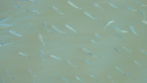 pequeños peces nadando en un canal de entrada