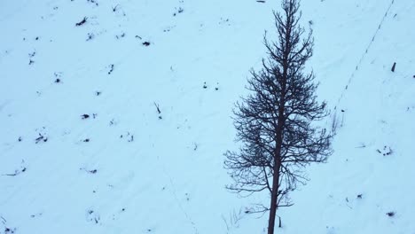 En-Medio-De-Un-Paisaje-Invernal,-Un-árbol-Se-Sienta-Solo-Y-Alcanza-El-Cielo-Rodeado-De-Montañas-Cubiertas-De-Nieve.