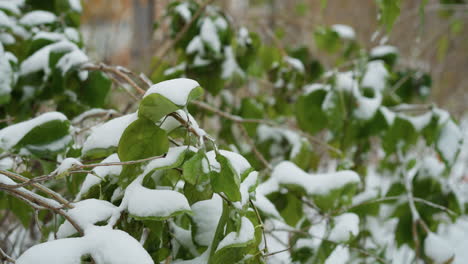 vivid green leaves blanketed in fresh snow, highlighting a striking contrast of vibrant life against winter's chilly embrace, with icy droplets clinging to thin branches in a muted forest backdrop