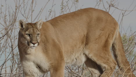 puma acechando a su presa en cámara lenta en un clima árido del desierto - en el estilo de un documental de la naturaleza