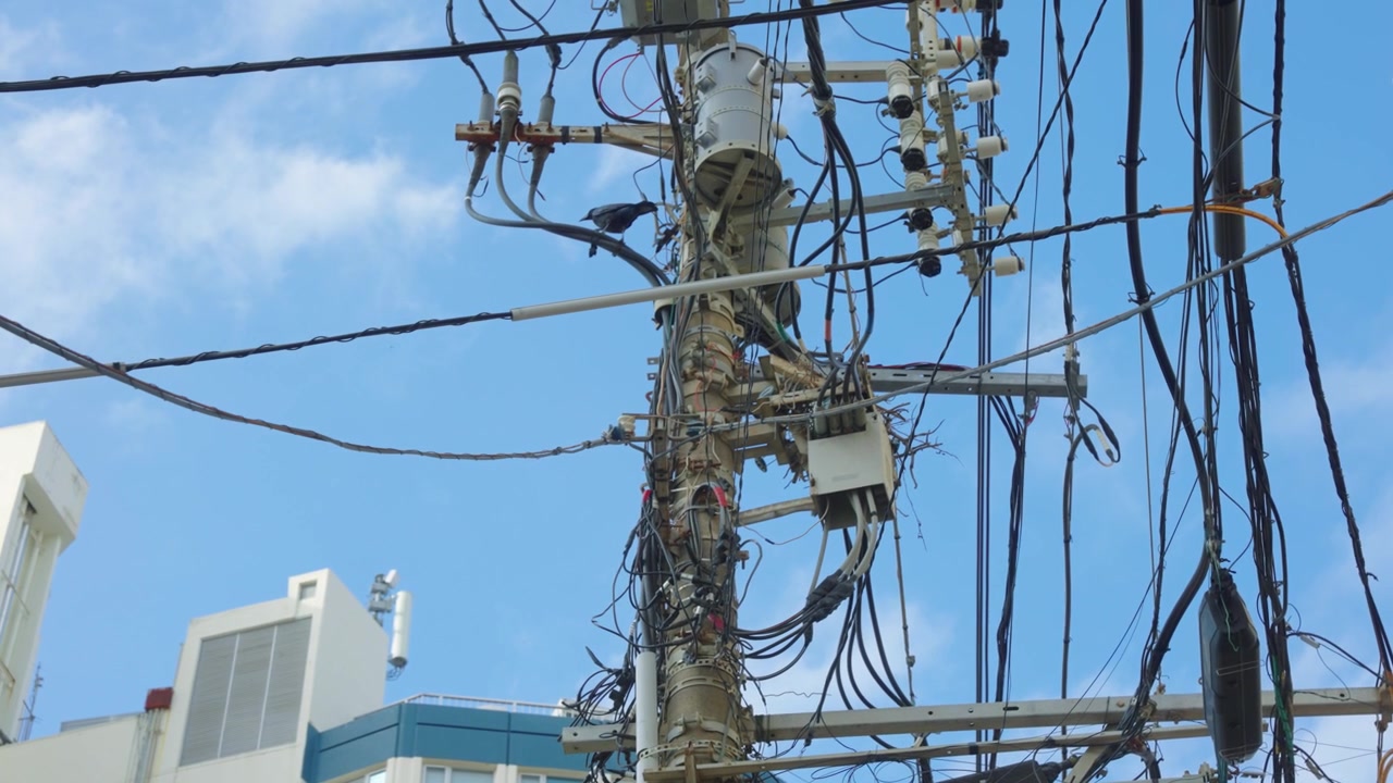 Large-Billed Crow (Corvus Macrorhynchos) Nesting in Japans