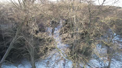 epping forest essex uk sube a través de los árboles en invierno antena 4k