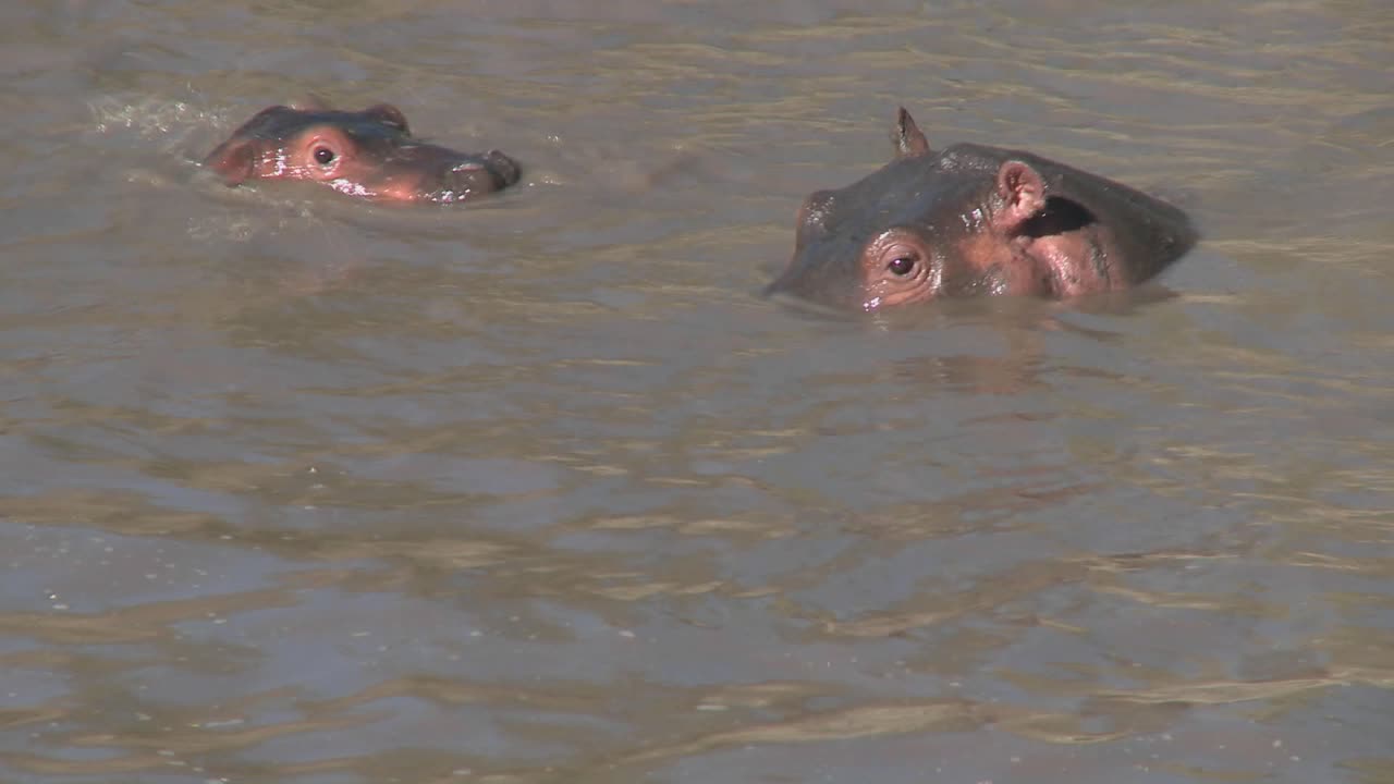 varios hipopótamos se asoman del agua fangosa de un río en áfrica