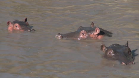 several hippos peer out of the muddy water of a river in africa