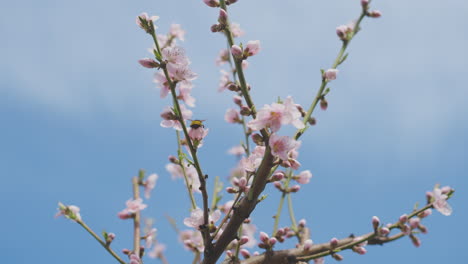 pink peach blossoms and a bee