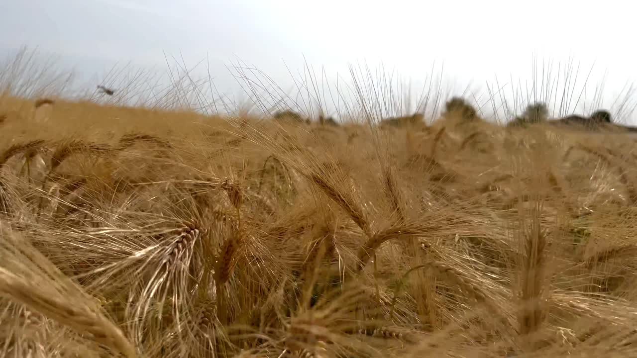 полет над волосатыми золотыми ячменными культурами в солнечный день летом, вблизи - пчела летает над полем