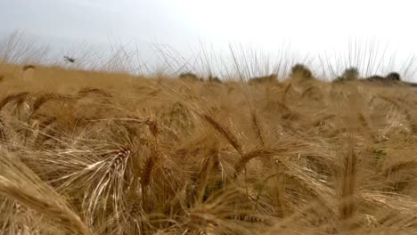 Vuelo-Pov-Sobre-Cultivos-De-Cebada-Dorada-Peluda-Durante-El-Día-Soleado-En-Verano,-Primer-Plano---Abeja-Volando-Sobre-El-Campo