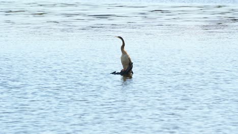 a wild australasian darter, anhinga novaehollandiae perched on a submerged bare tree branch in the middle of freshwater lake, preening and grooming its feathers and wondering around the surroundings