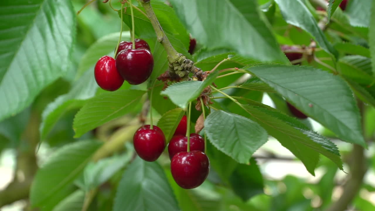 Close-up ceri merah matang yang tergantung dari semak ceri di balik daun hijau