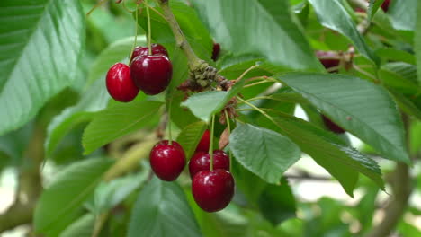 close up ripe red cherries hanging from cherry bush behind green leaves