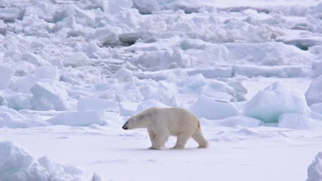 Eisbär,-Der-Auf-Dem-Meereis-In-Der-Nähe-Von-Torrelleneset-Auf-Der-Ostseite-Der-Hinlopen-Straße-Auf-Nordaustlandet-In-Spitzbergen-Norwegen-Wandert