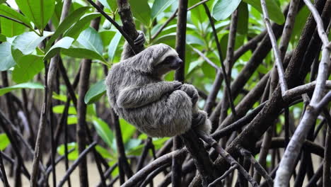 sloth in mangrove tree