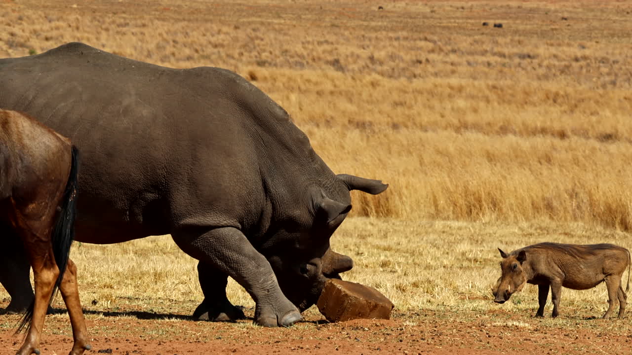 Dehorned white rhino plays with mineral block on soil, warthog waits patiently