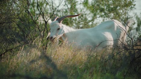 Cabra-De-Color-Blanco-Comiendo-Hierba-Al-Aire-Libre,-Las-Cabras-Son-Miembros-De-La-Familia-De-Animales-Bovidae,-Entorno-Natural-Durante-El-Día-Del-Sol,-Concepto-De-Animales-Domesticados