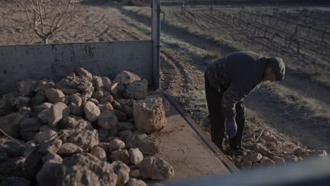 Old-man-collecting-rocks-in-tractor-cart-in-countryside