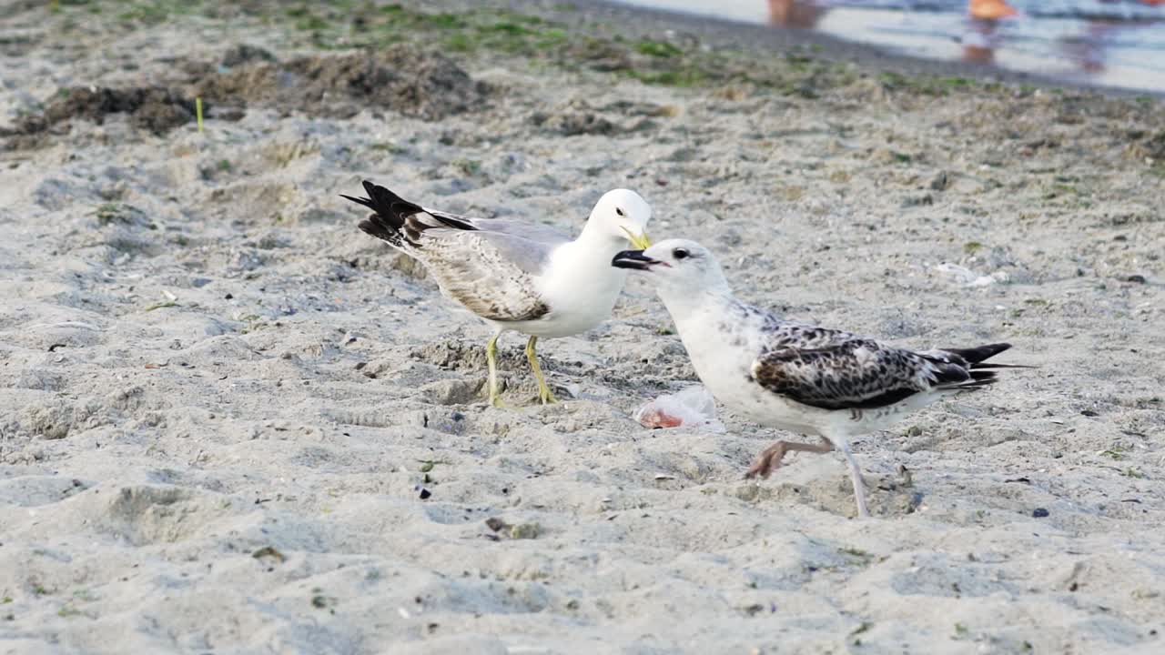 Two nice seagulls walking on a sandy beach outdoors. One bird gull comes to another and bites it on the sandy backround of a shore.