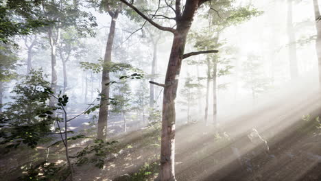 Panoramic-view-of-the-majestic-forest-in-a-morning-fog