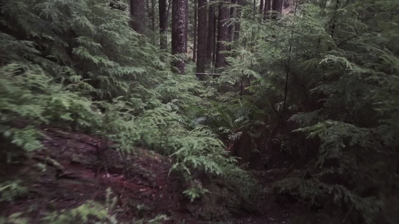 paseo por el bosque frondoso