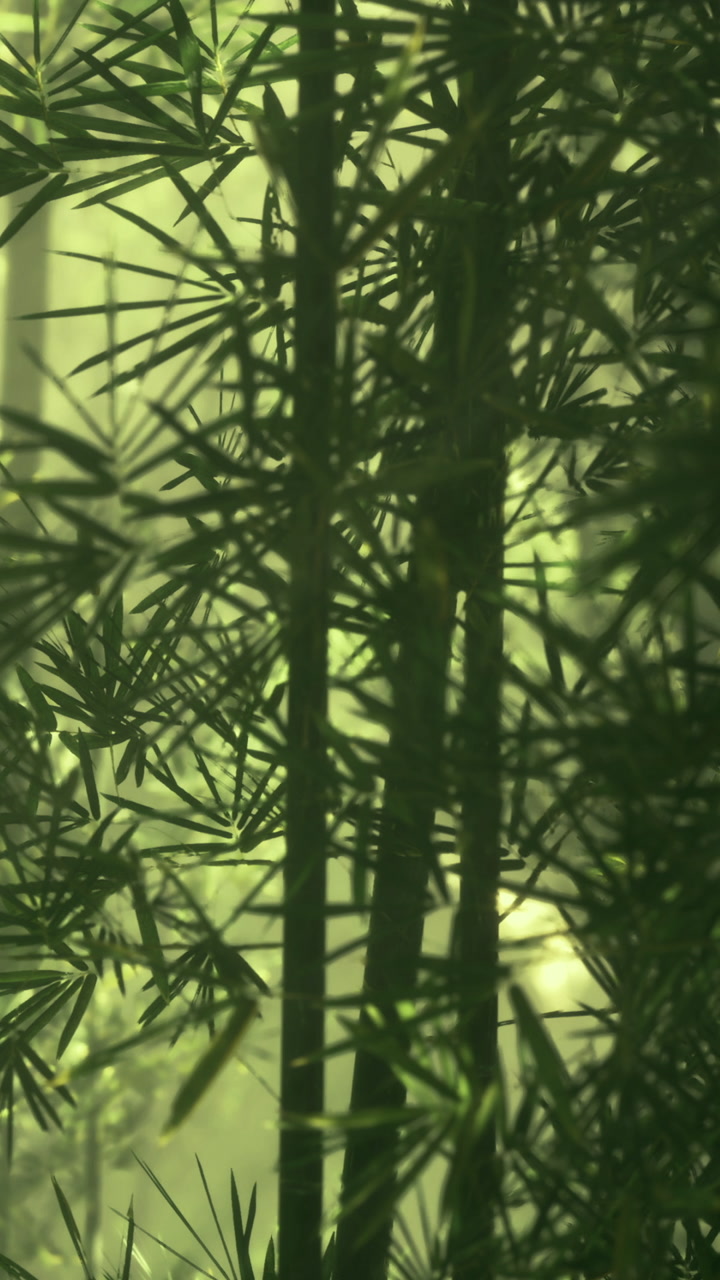 Sunlight filtering through lush bamboo leaves in a serene green space