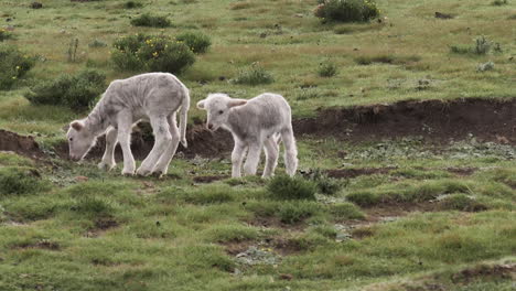 Sheep:-Cute-baby-lambs-play-as-they-graze-green-grass-in-wild-meadow