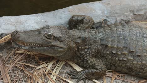 aligator amerykański odpoczywa nieruchomo, gryzie i opuszcza kadr aparatu