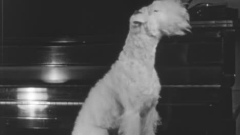 black and white footage of terrier dog seated indoors in new york in 1930s