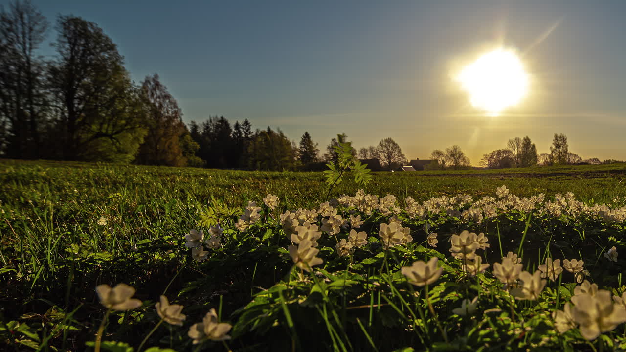 amanecer naranja sobre un prado con flores y árboles en el fondo