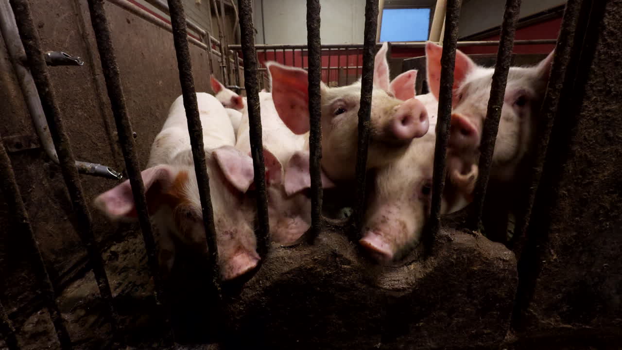 Pink piglets bunched together behind bars of pigsty, low angle