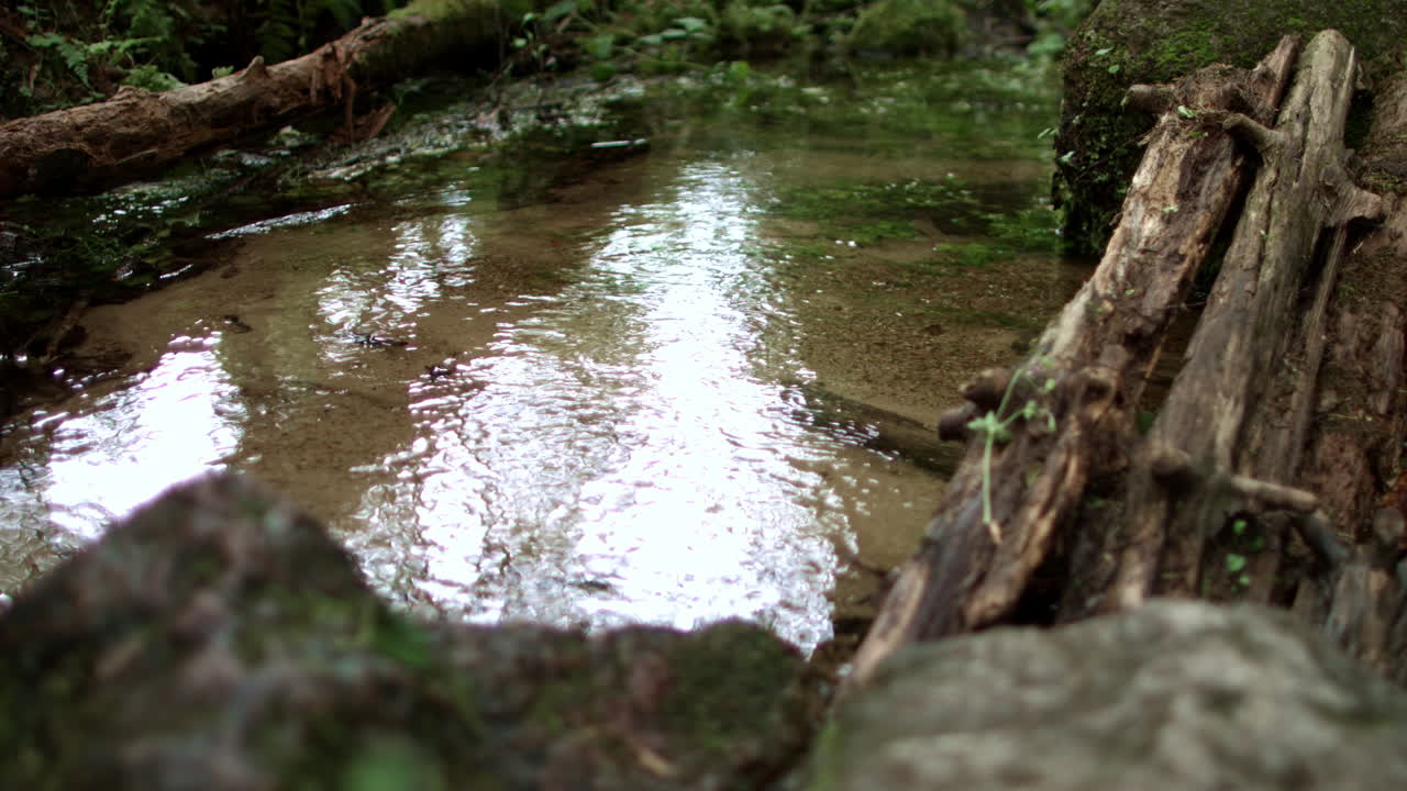 Shallow stream flowing in wild nature. Water running in forest