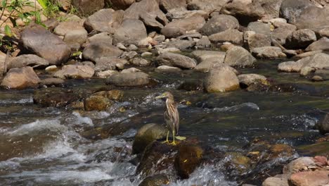 mirando a la izquierda mientras está de pie sobre una roca en medio de un arroyo durante un día caluroso, charca china heron ardeola bacchus, huai kha kaeng, tailandia