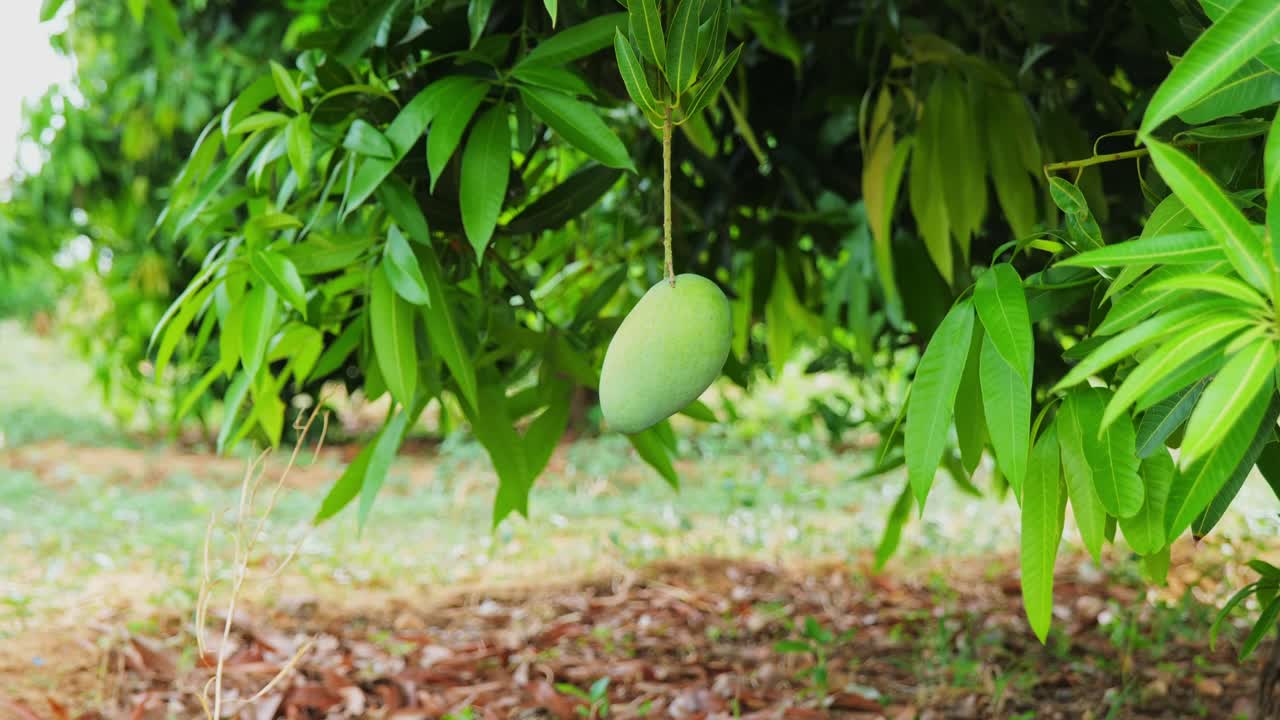 Kairi or raw mango with tree and dry leafs at day time, slow motion, stable shot, 4k.