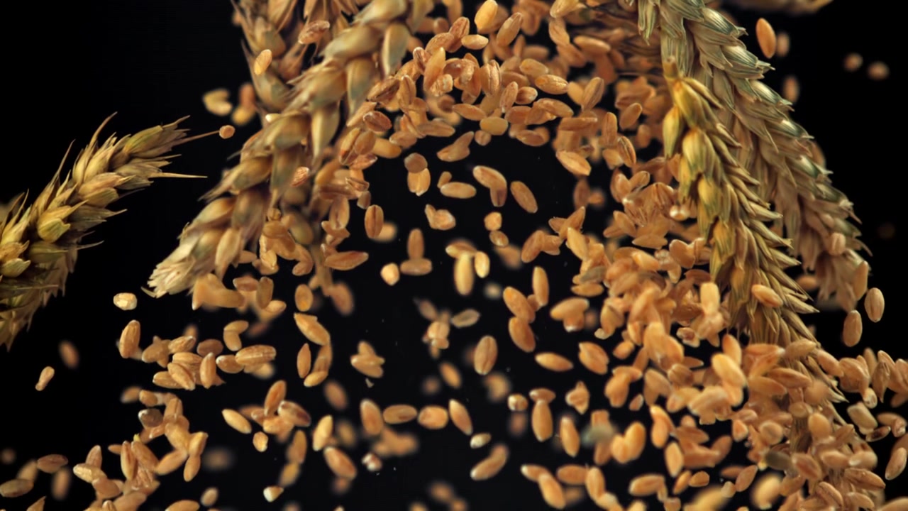 Chicchi di grano dorati e spighe che cadono al rallentatore