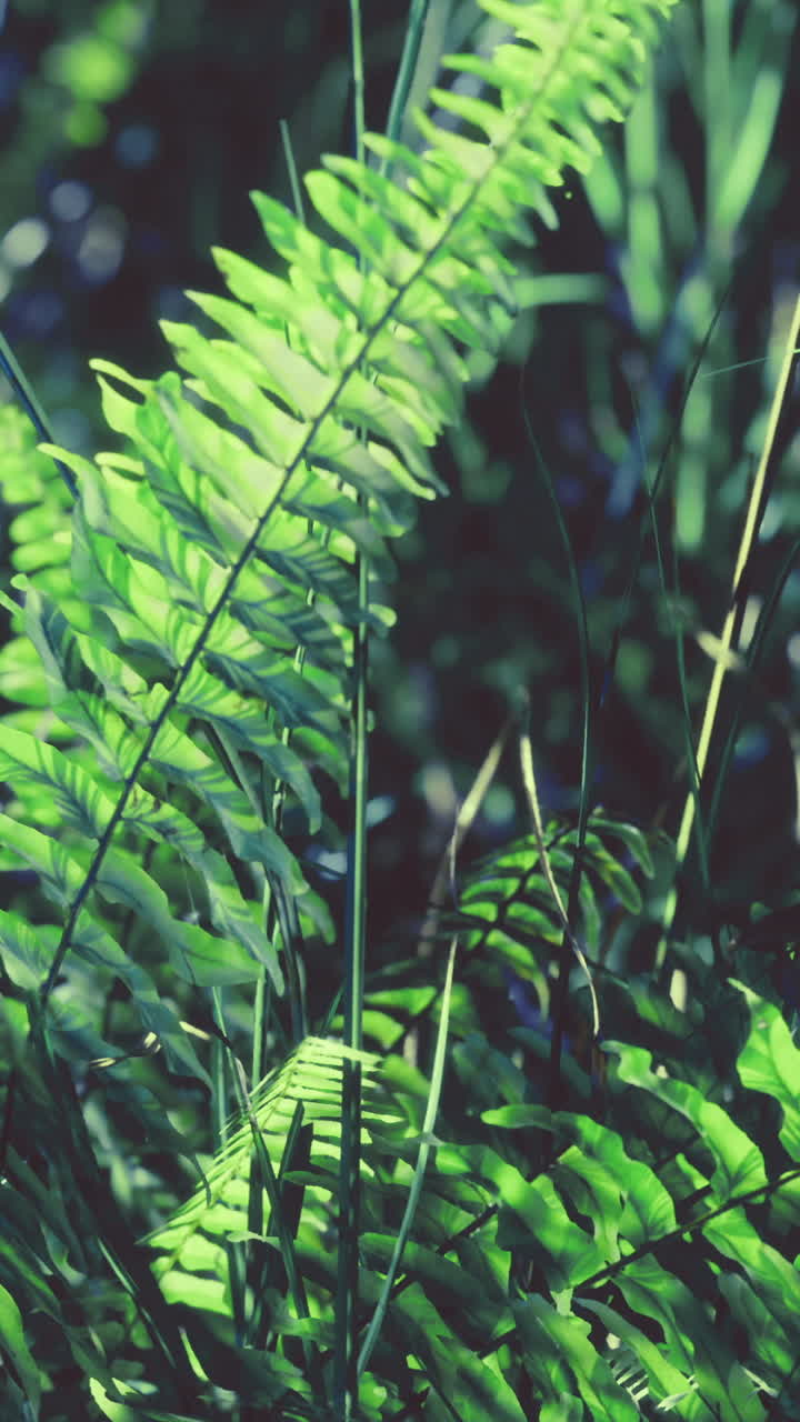 Lush green ferns thriving in dappled sunlight of a serene forest