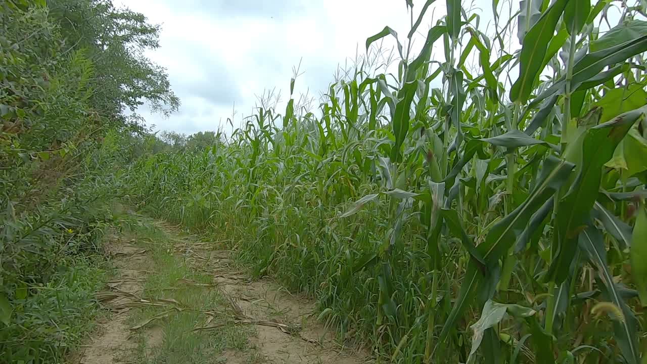 pov desde la parte trasera de un pequeño vehículo todo terreno en un estrecho camino de tierra cubierto de maleza entre un campo de maíz y un puesto de madera
