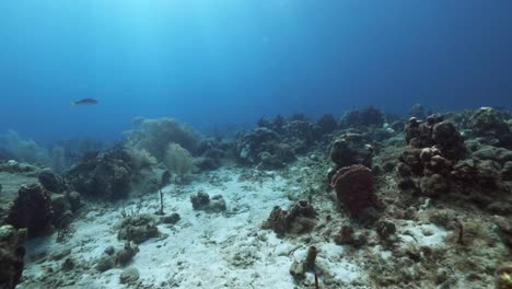 Schwimmen-über-Dem-Riff-Mit-Einigen-Kleinen-Fischen,-Die-Um-Die-Korallen-Herumspielen