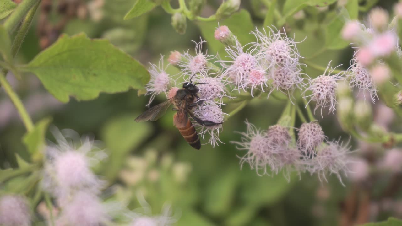 las abejas recogen miel de las flores silvestres