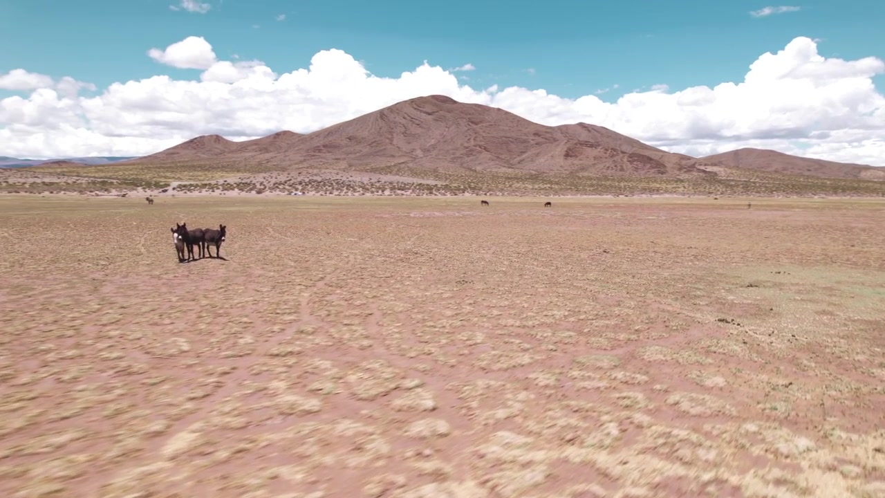 Vista aerea 4K con drone di asini nella Puna Andina di Salta, Argentina. Questi animali camminano attraverso il paesaggio di alta quota con montagne e uno scenario naturale spettacolare.