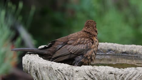 a juvenile blackbird,turdus merula, bathing in a garden bird bath