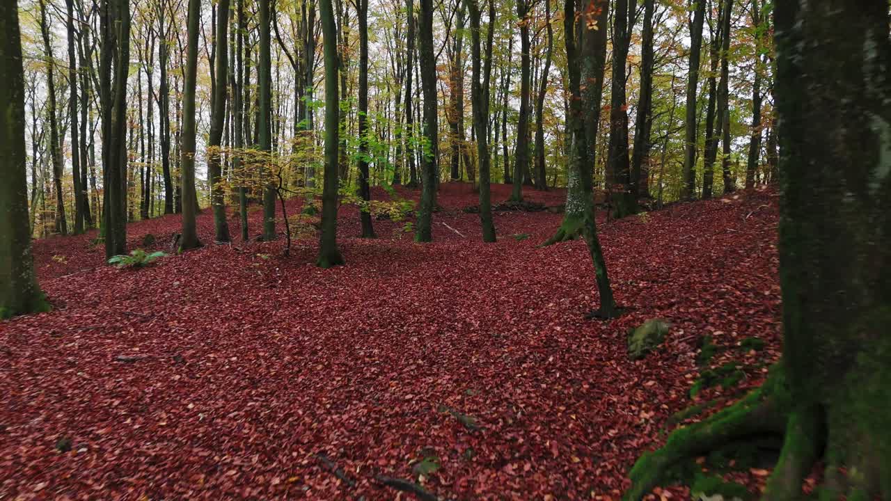Forsemölla forest in south sweden, Österlen, during autumn, orange and yellow leafs - drone flying