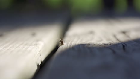 fotografía macro de un insecto oruga de polilla gitana peluda caminando