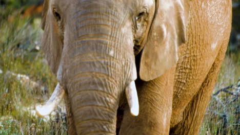 Extreme-close-up-of-African-elephant-with-short-tusks-walking-towards-camera