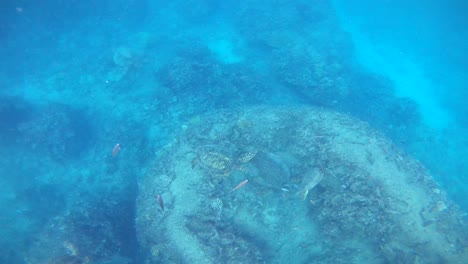 hawaiian sea turtles in oahu hawaii k underwater