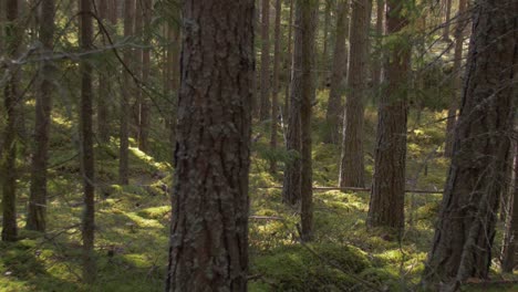 Forest-trees-with-moss-and-sun-rays-in-slow-motion-slide